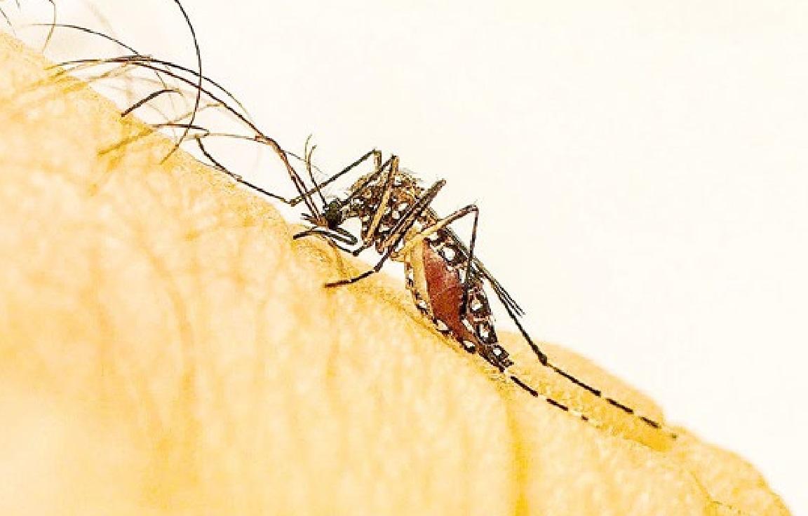 Dengue: Cubatão entra em alerta