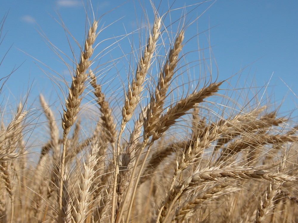 Ministério da Agricultura da Argentina suspende registros de exportações agrícolas