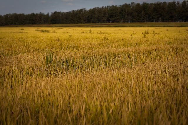 MAPA publica registros de produtos técnicos que poderão ser usados na formulação de defensivos agrícolas