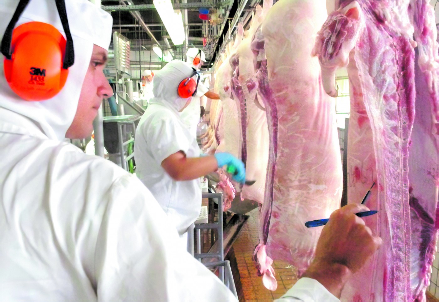 Santa Catarina amplia em 116% as exportações de carne suína para a China