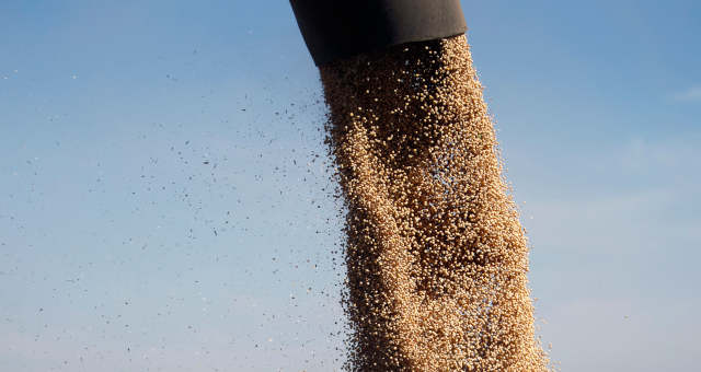 Segunda de sangue para as commodities agrícolas, com soja e açúcar liderando a ladeira