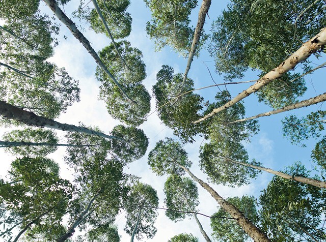 Como a Suzano e a Fibria fizeram uma fusão bilionária sem demissões em massa