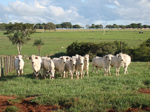 Alta da agropecuária puxa IGP-M para 1,24%