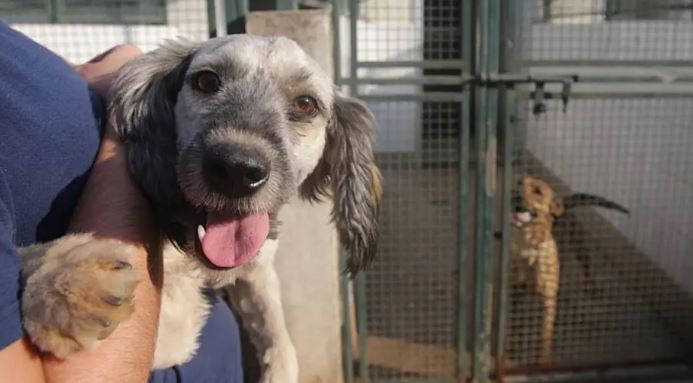 OMS: Não há confirmação sobre contaminação de coronavírus em humanos por animal doméstico 