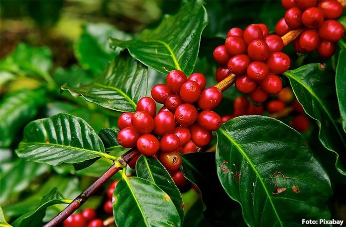 Exportação de café para a China cresce 110% em quatro anos impulsionada pelo consumo entre jovens
