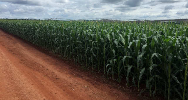 Tailândia tem menor safra de cana em 10 anos em 2019/20 devido a impactos de seca