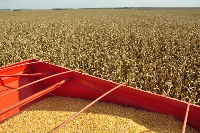 Bunge lança aplicativo para caminhoneiros agendarem fretes de grãos