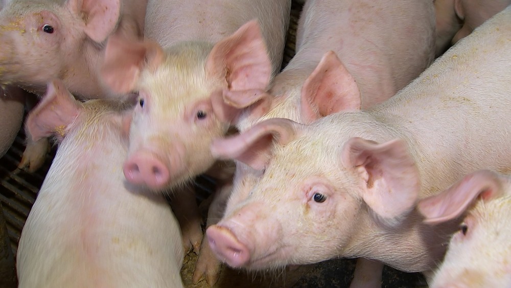 China reforça prevenção à peste suína e apela por aumento de produção