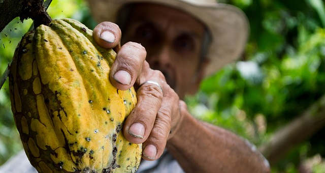 Chocolate: maior produtor de cacau do mundo estuda aumento de preços