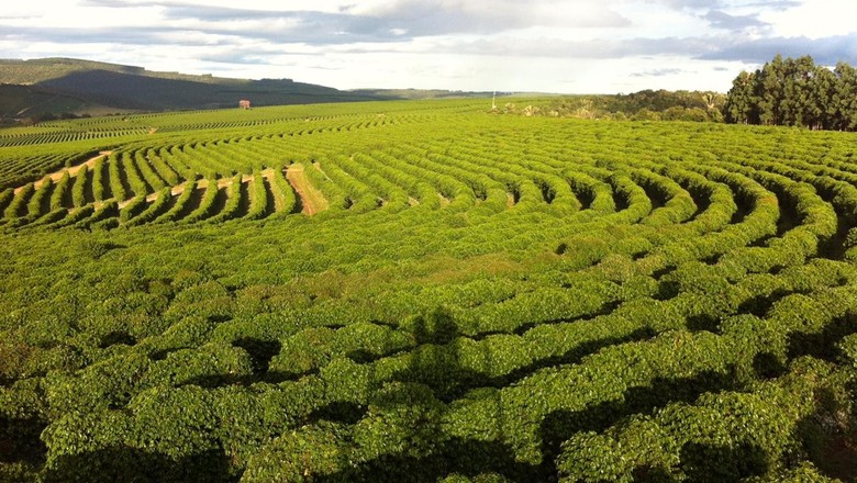 Brasil representa 41,3% da exportação mundial de café arábica