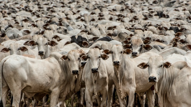Apesar do coronavírus, preço médio da arroba do boi sobe quase 20% em abril