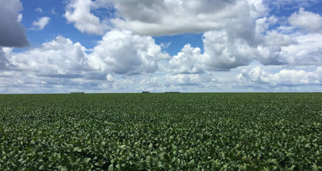 Valor Bruto da Produção Agropecuária do Brasil deve alcançar recorde de R$ 703,8 bi em 2020