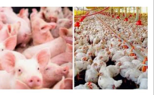 Diagnóstico da Secretaria de Agricultura mostra crescimento da exportação de carne bovina, suína e de frango