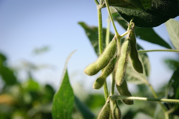 ADM, LDC e Cargill estão entre os seis maiores para alavancar nova colaboração com produtores de soja no Brasil