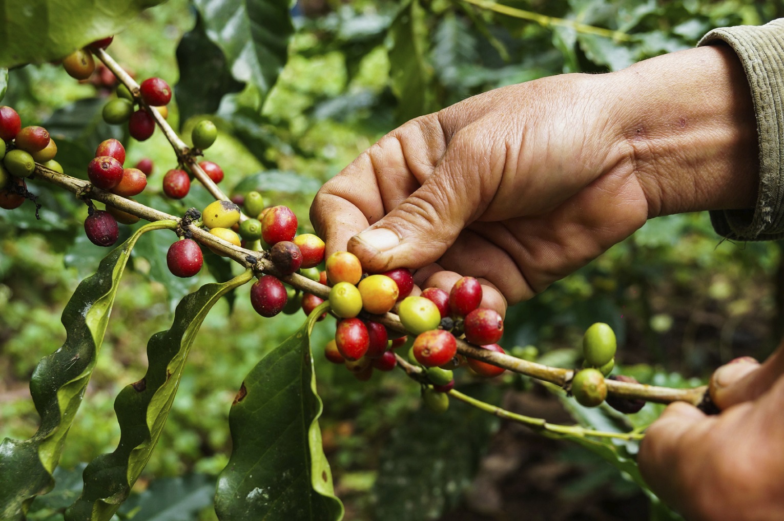 Café verde é um dos principais produtos brasileiros exportados para o Canadá
