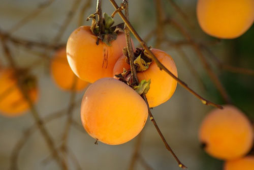Saiba mais sobre os nutrientes de frutas desta época do ano