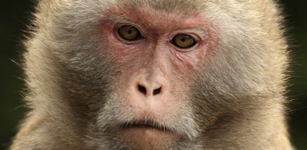 Estudos de Harvard em macaco se mostram promissores com vacina e imunização