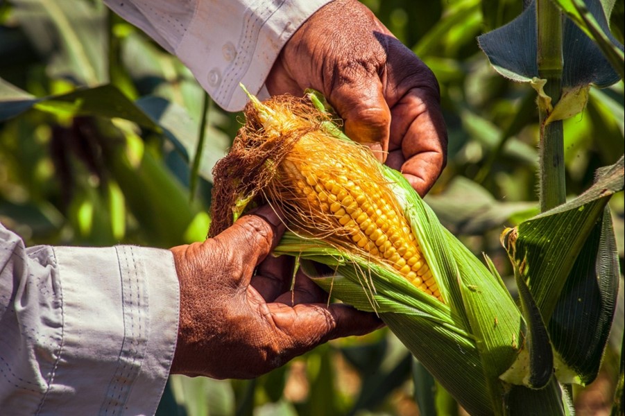 Tecnologia do agronegócio de SP garante variedades de milho de alta qualidade