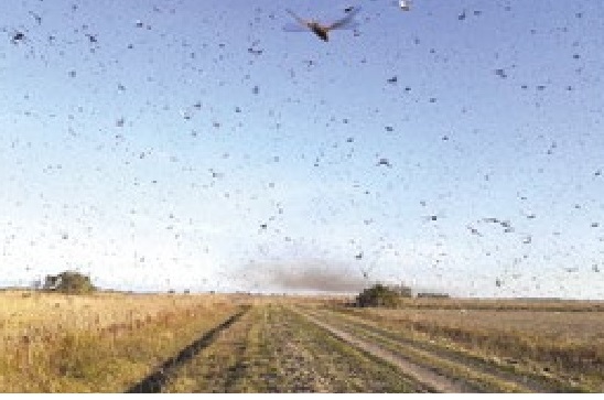 Nuvem de gafanhotos atinge a Argentina e põe Brasil em alerta