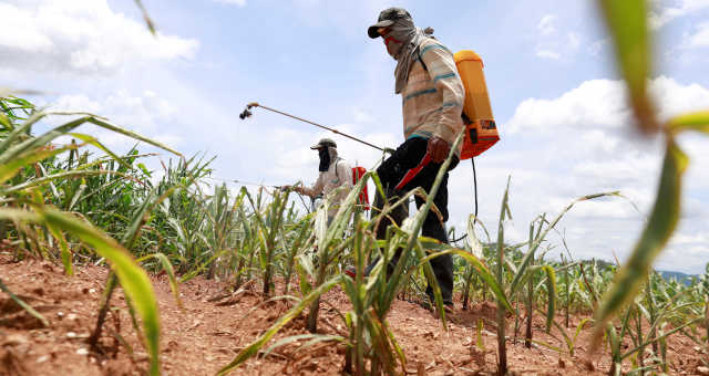 EUA e Brasil criticam veto da Tailândia a pesticida, veem impacto em exportações