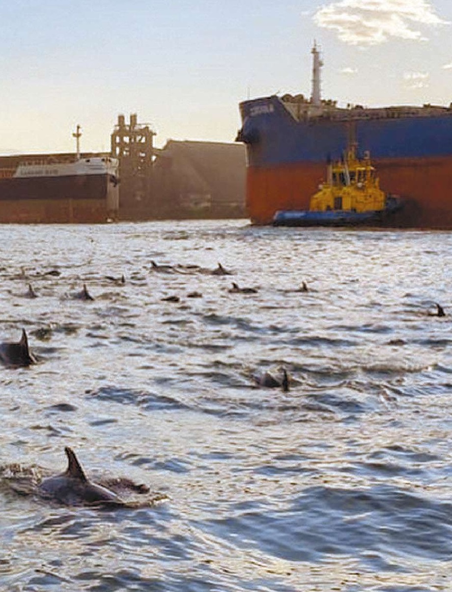 Grupo de golfinhos faz aparição rara no Porto de Santos