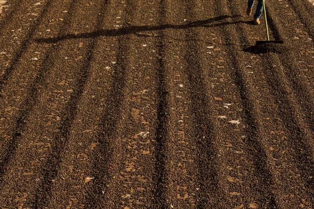 Exportação global de café atinge 84 milhões de sacas
