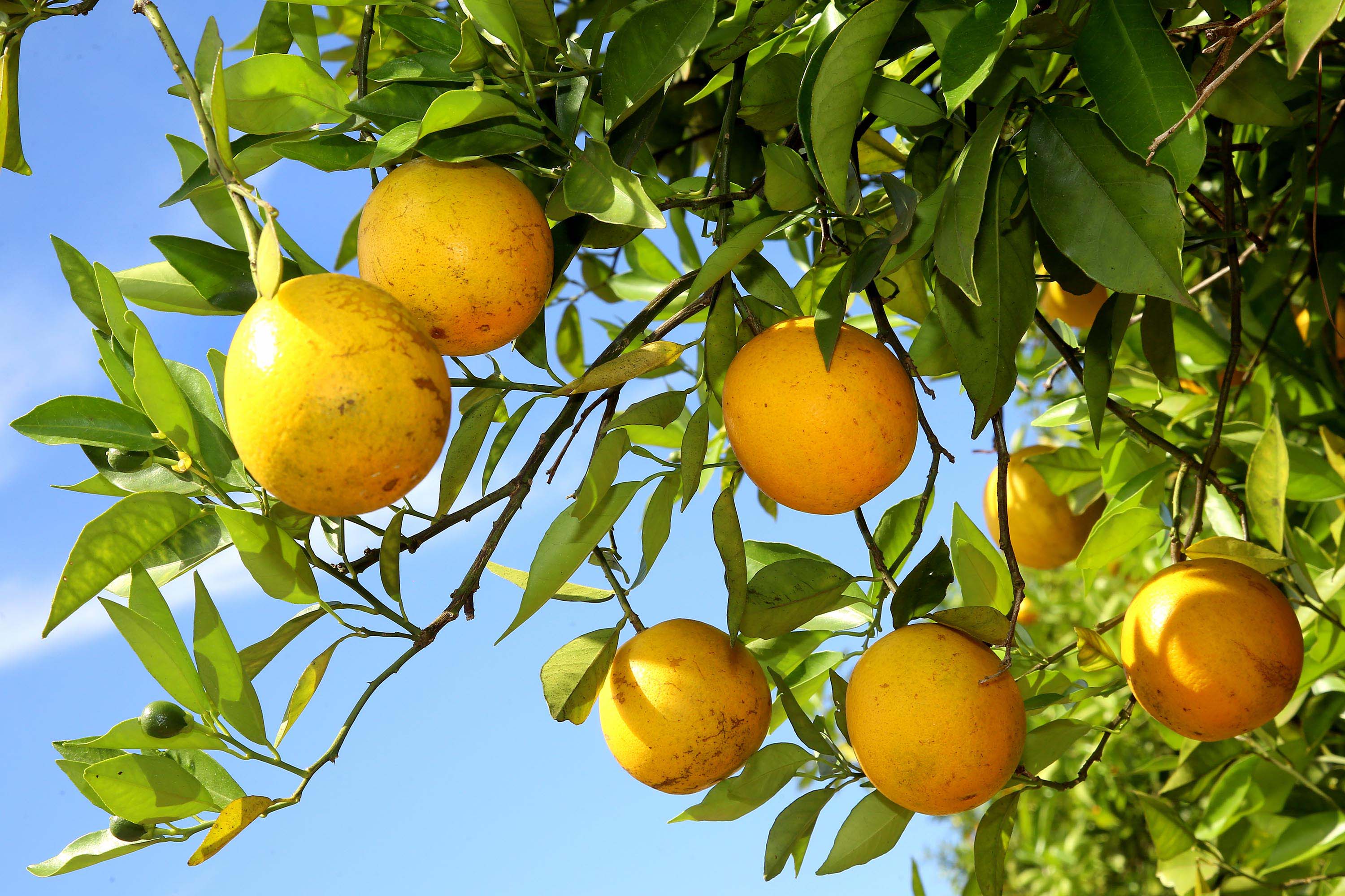 Brasil produzirá 1,3 milhão de toneladas de suco de laranja em 2029, indica levantamento da FIESP