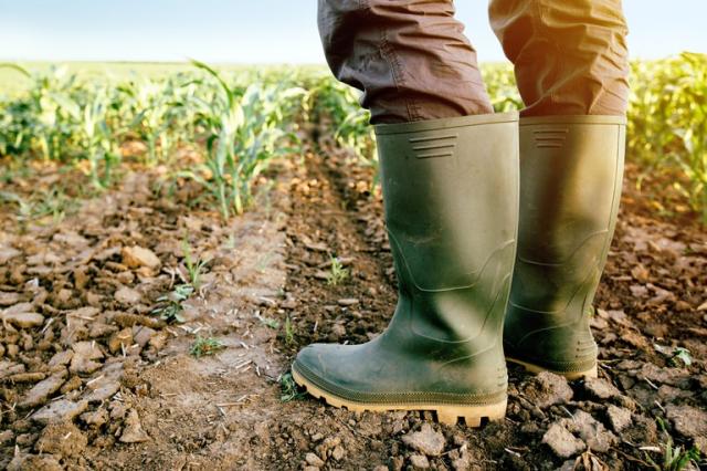 Governo pagou R$ 341 milhões em indenizações de seguro rural em 2019