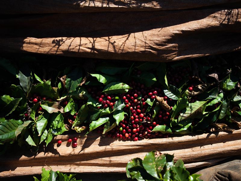 Exportações de café entre outubro/19 e maio/20 totalizam 83 milhões de sacas
