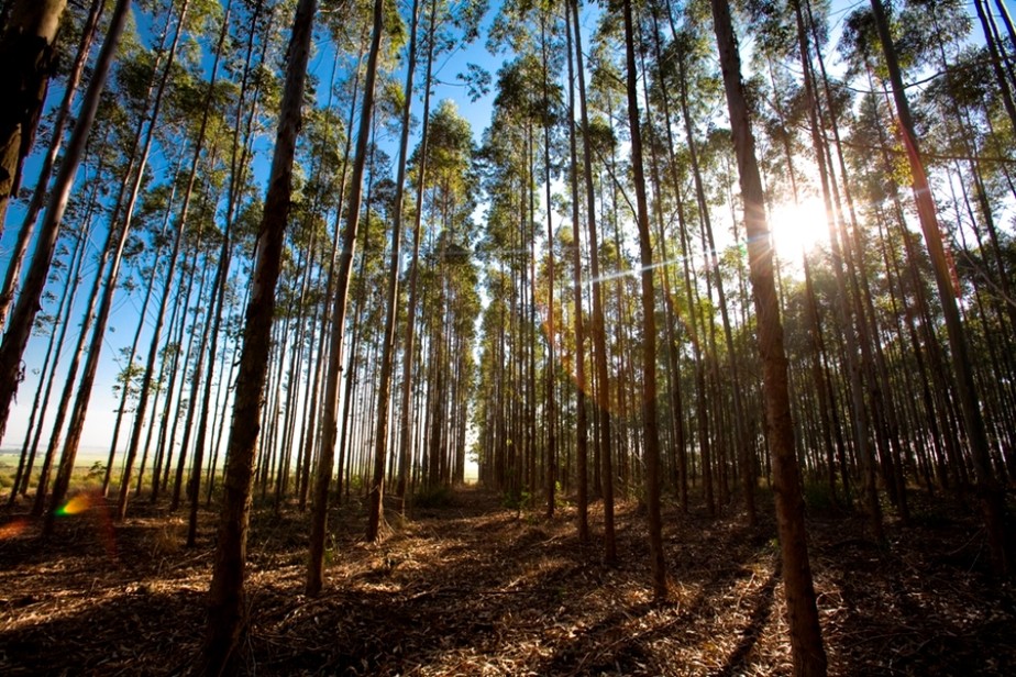 Sustentabilidade na pandemia: o que muda para as empresas