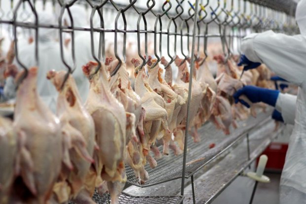 Exportações de frango halal para os países árabes se aproximam de um milhão de toneladas