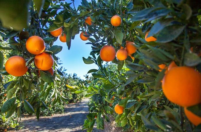 CitrusBR: exportações de suco de laranja da safra 2019/2020 registram alta de 17%