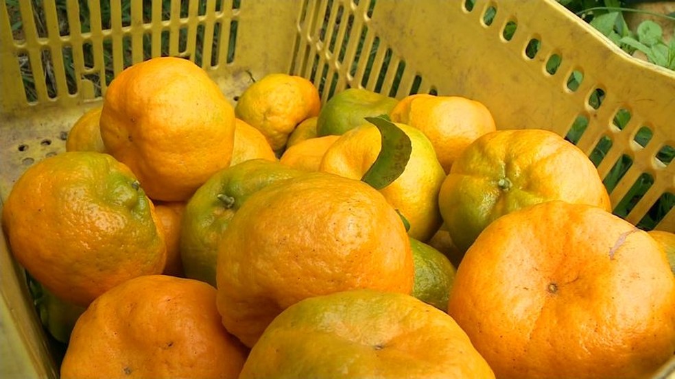 Pandemia faz Brasil dobrar exportações de frutas ricas em vitamina C no primeiro semestre, diz CNA