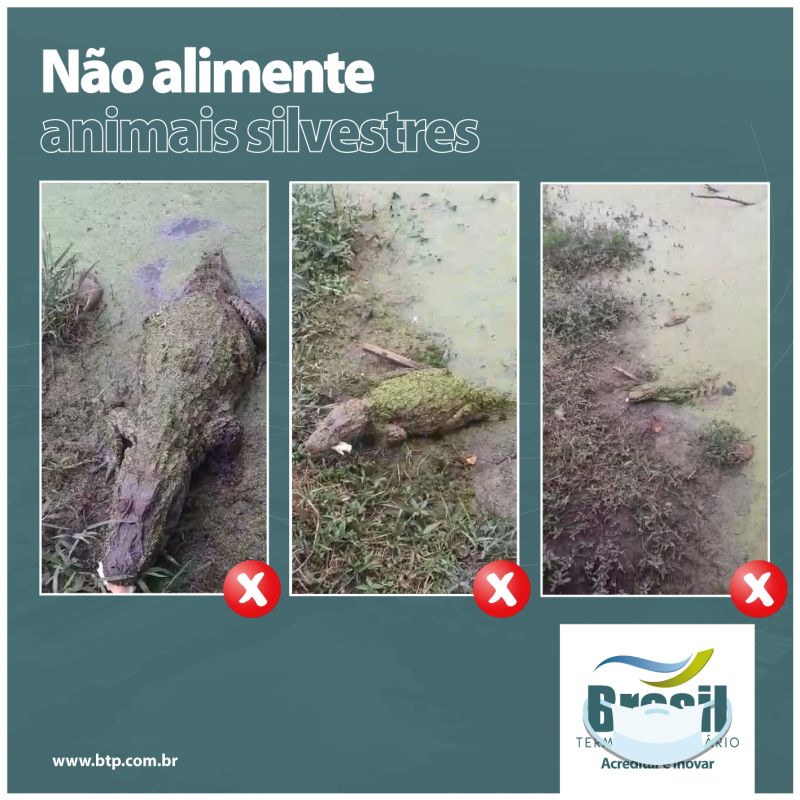 Nota da BTP sobre bando de jacarés alimentados no Porto de Santos 