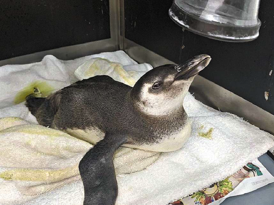 Pinguins são recolhidos nas praias da Baixada