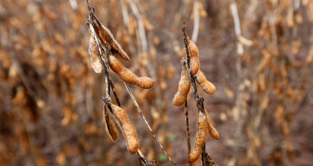 Brasil avalia isenção temporária de importação de arroz, milho e soja, diz governo