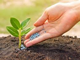 Nitrato de amônio na agricultura pode ser um bom fertilizante