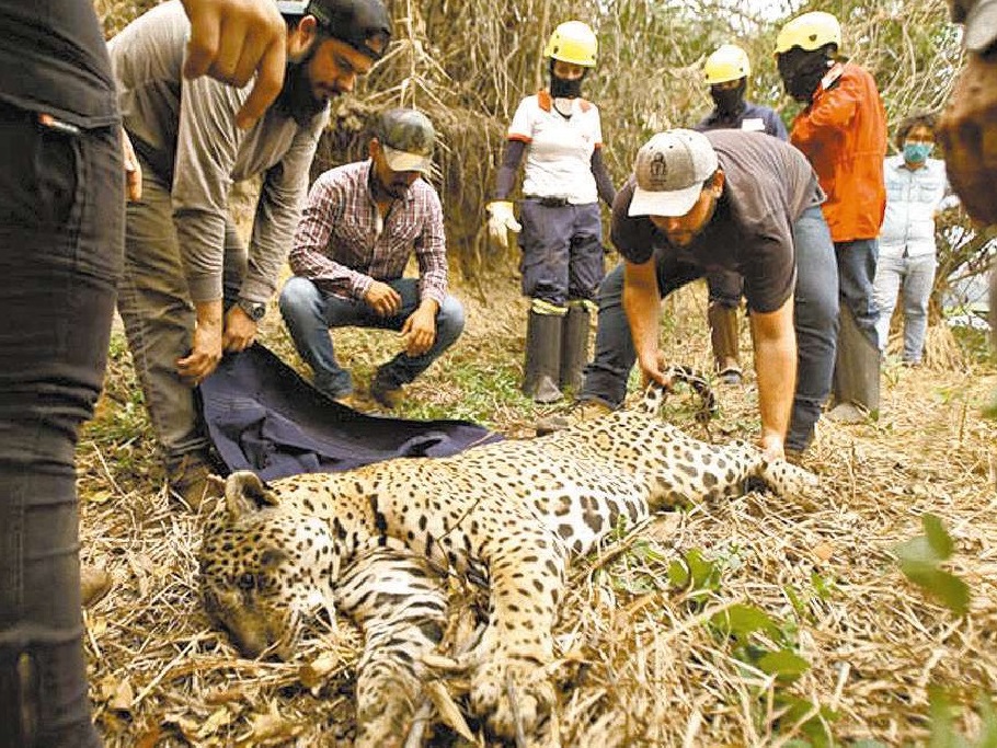 Mato Grosso do Sul entra em estado de emergência
