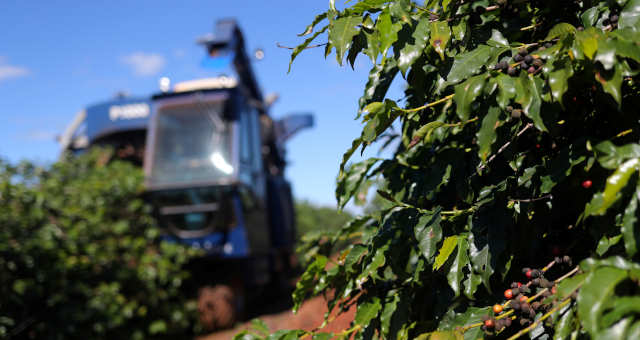 Exportação de café verde do Brasil cai 2,2% em agosto, diz Cecafé 