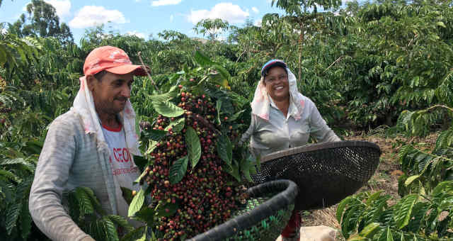 Brasil acelera exportações de café para ritmo recorde