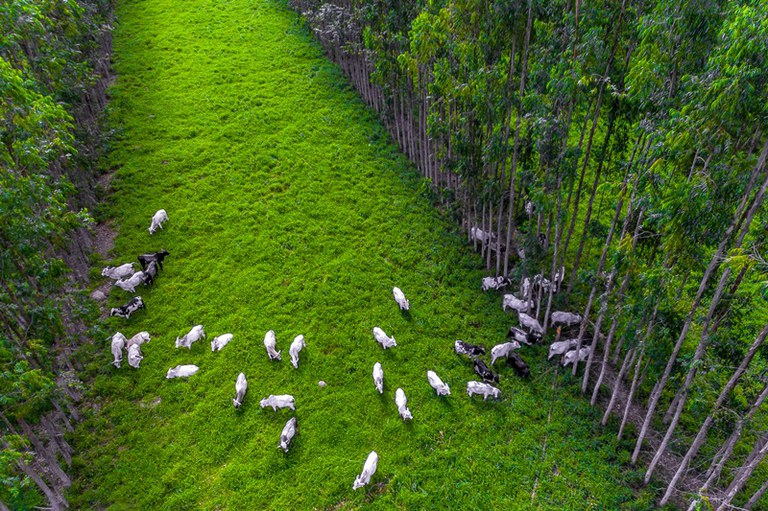 Brasil é pioneiro em selo de carbono neutro para carne