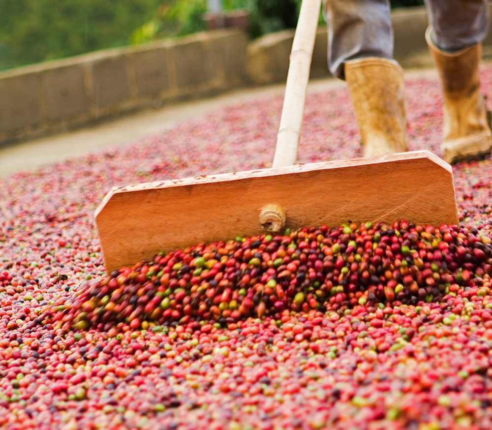 Volume das exportações brasileiras de café cresceu 32,2% em novembro