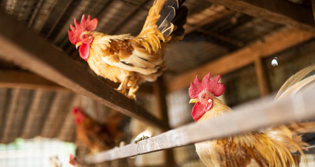 China suspende importação de frango de 2ª fábrica nos EUA por Covid, diz associação
