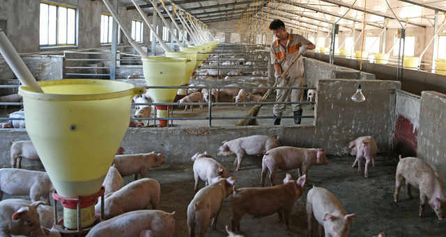 Mercado está de olho em decisão da China sobre carne suína alemã