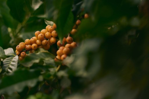 Brasil bate recorde nas exportações de café em setembro