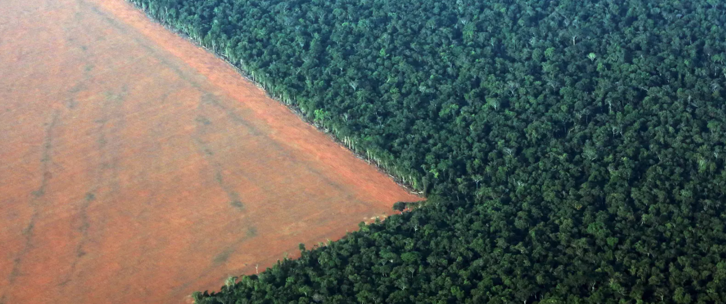 Como investir na natureza pode ajudar a enfrentar a biodiversidade e as crises climáticas