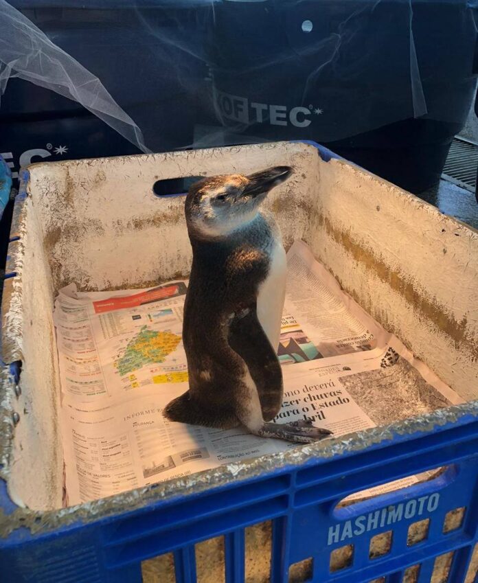 Um hospital para os animais marinhos