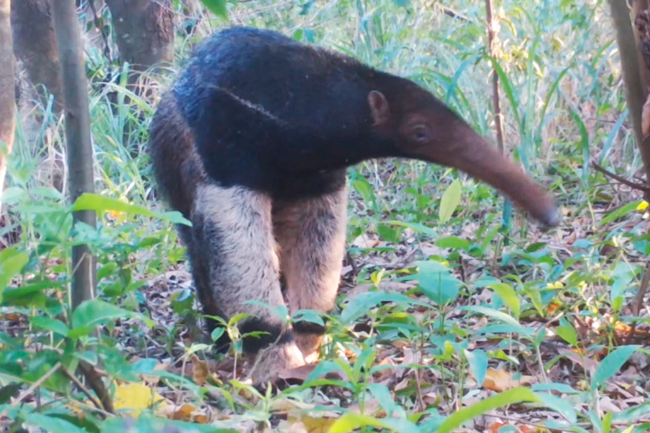 Projeto ambiental recupera áreas nativas e reabilita fauna silvestre