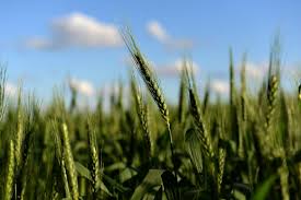 Argentina espera aval do Brasil para semear trigo transgênico