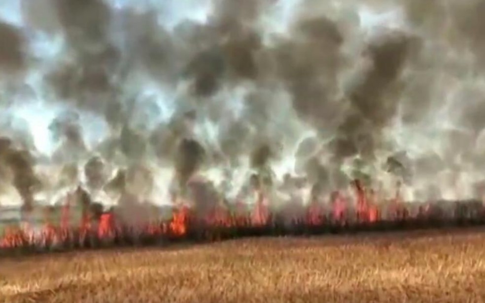 Seca e incêndios em SP ameaçam a próxima safra de cana
